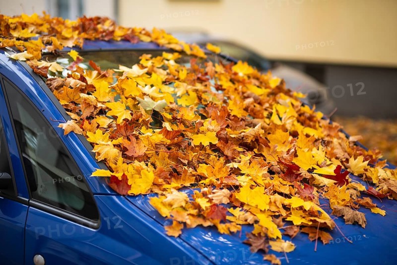 A car is covered with a thick layer of autumn leaves in autumn, Wuppertal, Germany