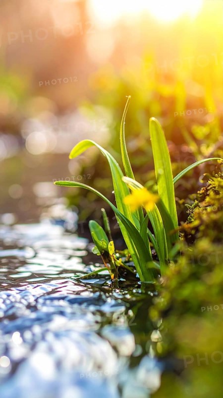 Beautiful spring detailed stream of fresh water, vibrant blooming young green plants, wallpaper banner for springtime and summer nature concept, AI generated