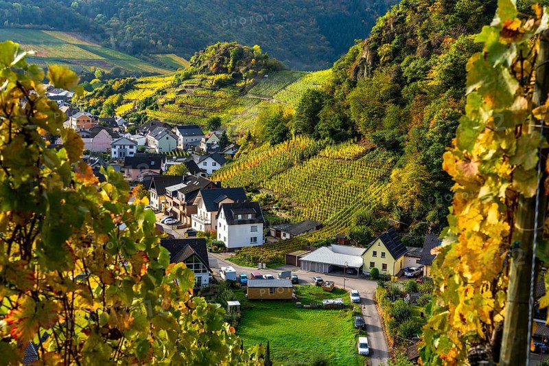 Vineyards in autumn in the middle Ahr Valley, near Mayschoß, Rhineland-Palatinate