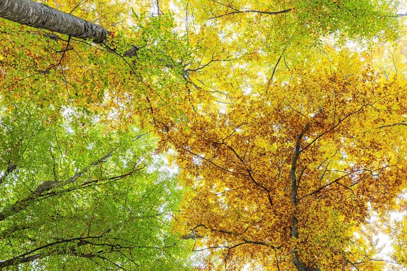 Beech forest (Fagus) in autumn colors, beech plants (Fagaceae), autumn, Leibertingen, Upper Danube nature park Park, Baden-Württemberg, Germany