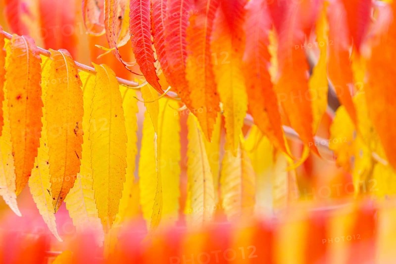 Vinegar tree (Rhus typhina) in autumn colors, autumn, Krauchenwies, Upper Danube nature park Park, Baden-Württemberg, Germany