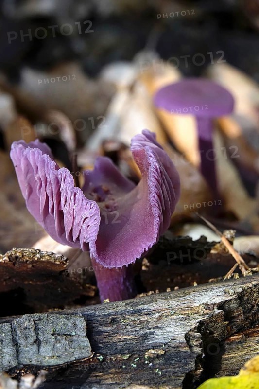Purple lacquer funnel (Laccaria amethystina) in the forest, autumn time, October, Saxony, Germany