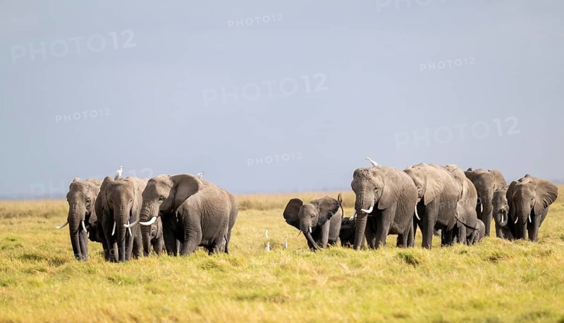 African elephant (Loxodonta africana) large herd with young animals and herons (Bubulcus ibis), in morning light, Amboseli National Park, Rift Valley Province, Kenya