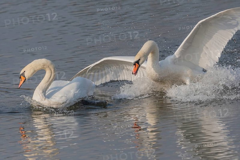 Swan chases rivals across a calm body of water. One of the swans squirts and brings life to the quiet scene. Bas rhin, Alsace, Grand Est, France