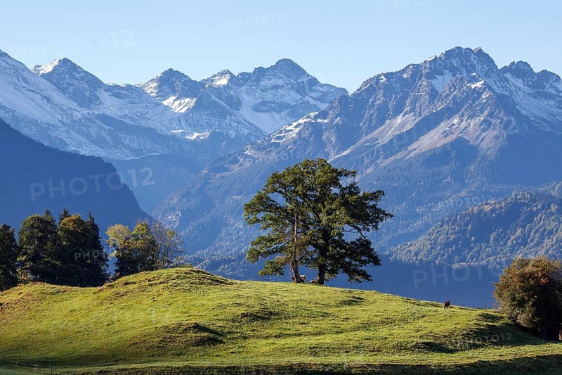 Group of trees with cattle, snow-covered mountains of the Allgäu Alps, near Schöllang, Oberallgäu, Allgäu, Bavaria, Germany