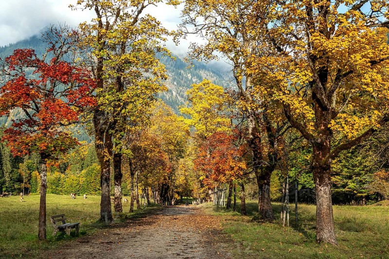 Autumn atmosphere, avenue with autumn-colored sycamore trees, Stillach Valley, near Heini-Klopfer Skiflugschanze, Oberstdorf, Oberallgäu, Allgäu, Bavaria, Germany