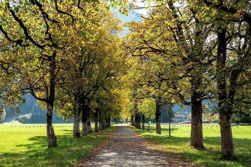 Autumn atmosphere, avenue with autumn-colored sycamore trees, near Renksteg, Oberstdorf, Oberallgäu, Allgäu, Bavaria, Germany