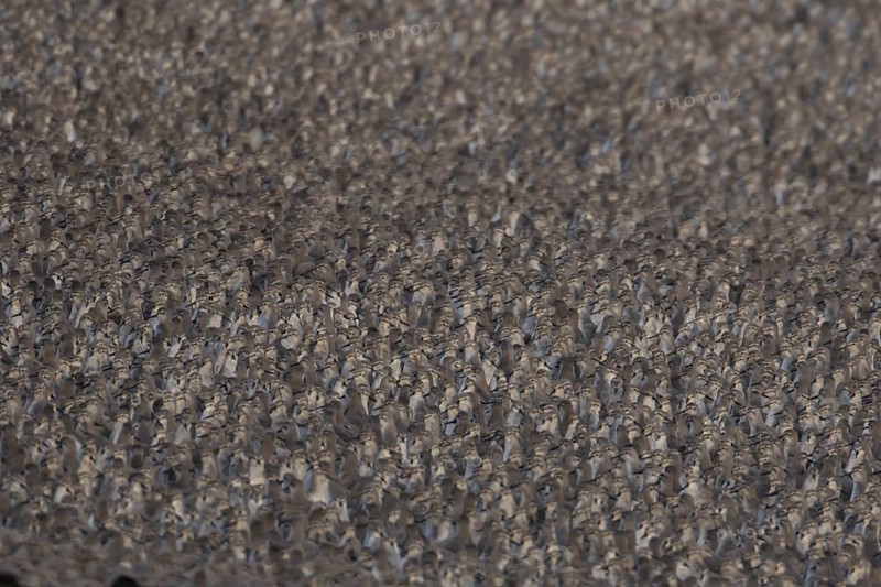 Red Knot (Calidris canutus) adult wading birds at high tide on a coastal shingle ridge, RSPB Snetisham nature reserve, Norfolk, England, United Kingdom