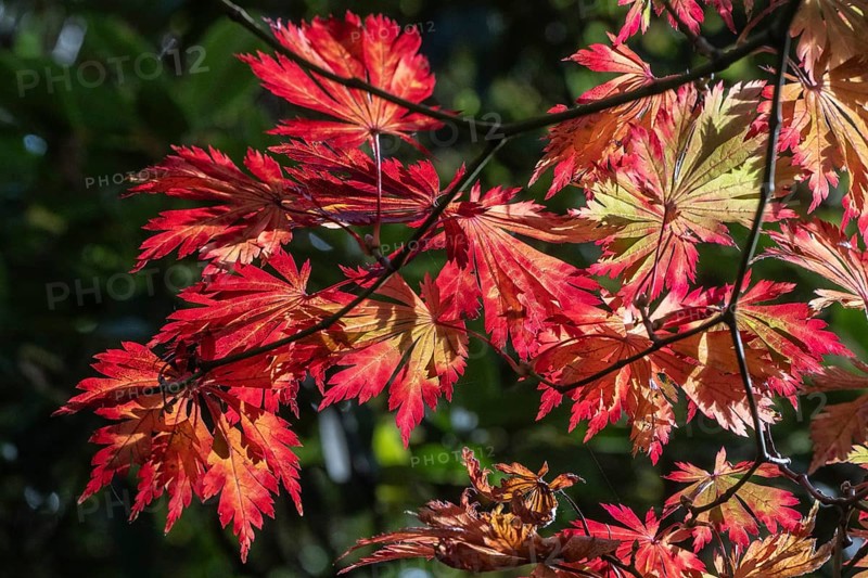 Adenhut leaf maple (Acer japonicum aconitifolium), autumn leaves, Emsland, Lower Saxony, Germany