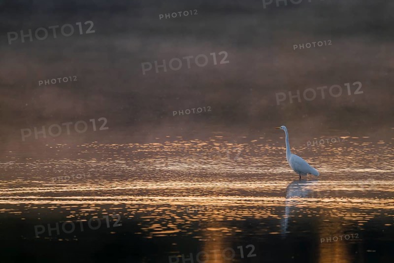 Great egret (Ardea alba) stands in warm, orange morning light in the shallow water zone of a lake, clouds of fog over the water, Lower Saxony, Germany
