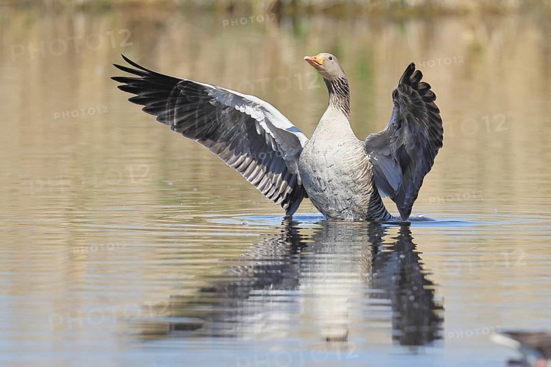 Greylag goose (Anser anser), flapping its wings on a pond, Wagbachniederung nature reserve, Waghäusel, Baden-Württemberg, Germany