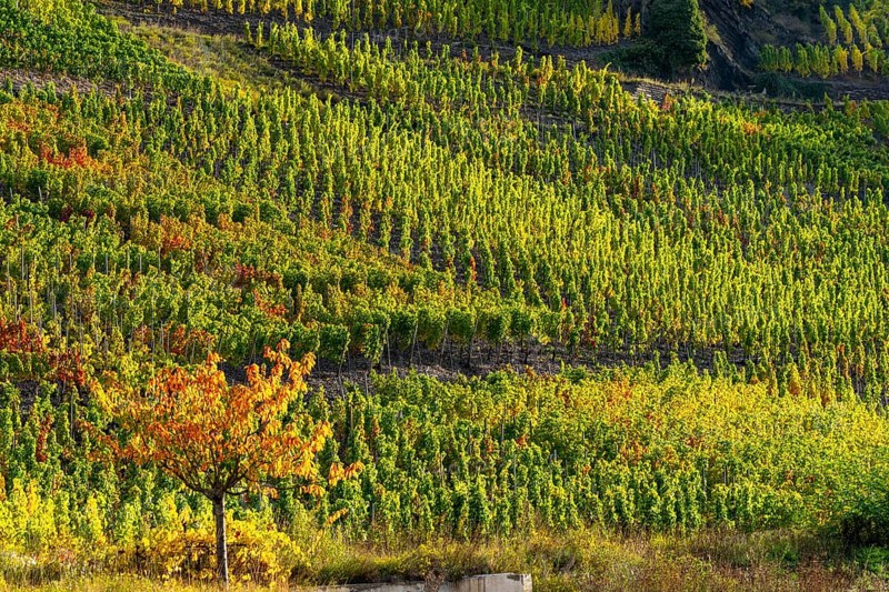 Vineyards in autumn in the central Ahr valley, near Altenahr, Rhineland-Palatinate