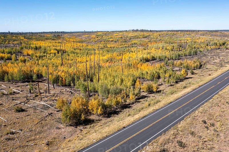 Jacob Lake, Arizona - Aspens show their brilliant fall colors as they revegetate the area burned by the Warm Fire in 2006. That wildfire burned 60, 000 acres north of the Grand Canyon in Kaibab National Forest