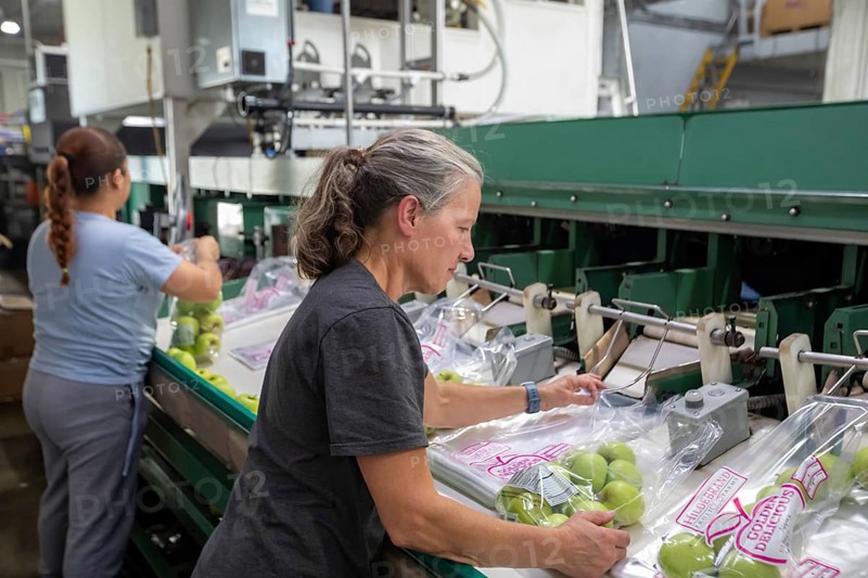 Berrien Springs, Michigan - Fresh apples are sorted and packed at Hildebrand Fruit Farms. Michigan is the second-largest grower of apples in the United States