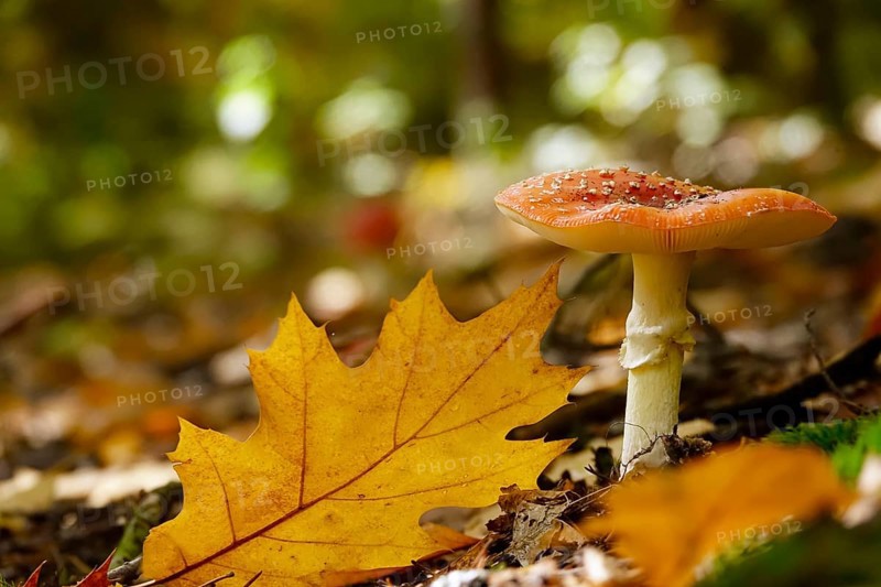 Fairytale toadstool, autumn, Germany