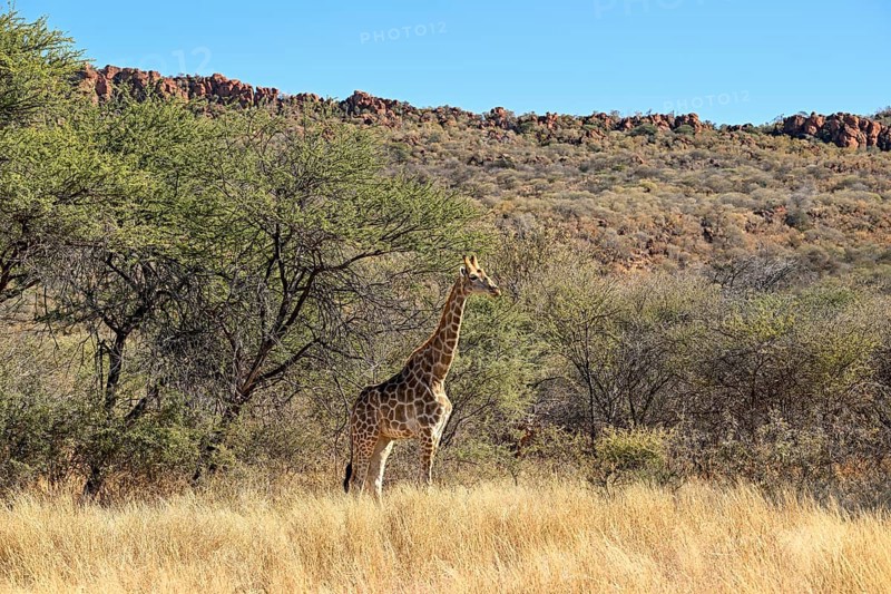 Angola giraffe (Giraffa camelopardalis angolensis) at the foot of the Waterberg, Otjozondjupa region, Namibia