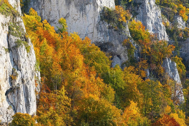 Rock face with mixed forest in autumn colours, limestone rock, autumn, Schaufelsen Donautal, Naturpark Obere Donau, Baden-Württemberg, Germany