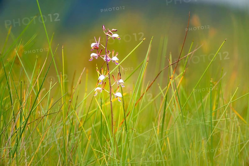 Orchid (Eulophia angolensis Rchb.f. Summerh.) in Mabamba Swamp, Lake Victoria, Uganda