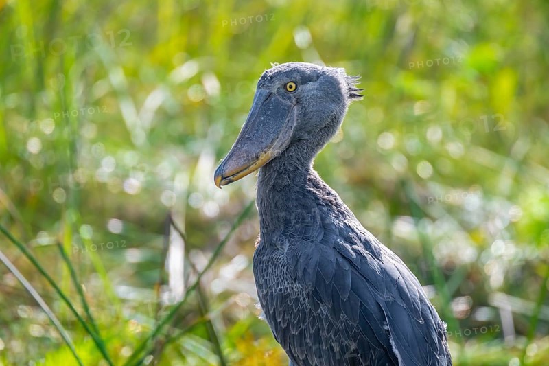 Shoebill (Balaeniceps rex) in the swamps of Mabamba, Lake Victoria, Uganda
