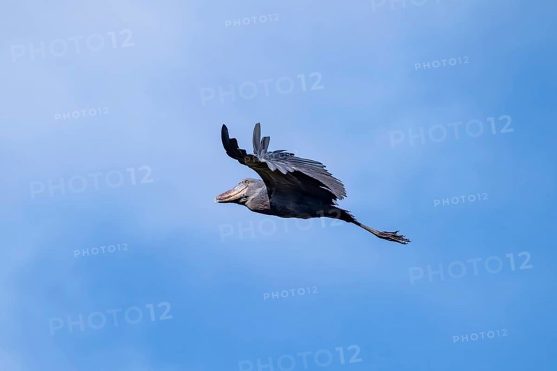 Shoebill (Balaeniceps rex) in flight, bird in the sky, Mabamba, Lake Victoria, Uganda