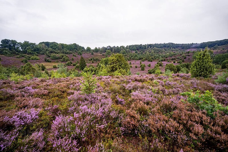 Purple flowering heath, broom heather and juniper bushes, Lüneburg Heath nature reserve, Lower Saxony, Germany