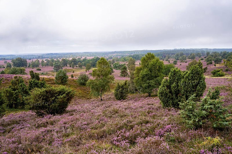 Purple flowering heath, broom heather and juniper bushes, Wilseder Berg, Lüneburg Heath nature reserve, Lower Saxony, Germany