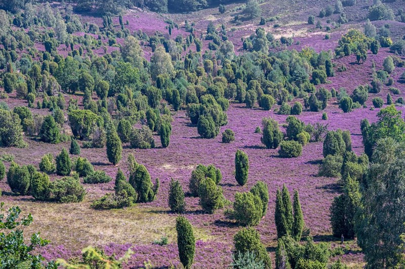 Purple flowering heath, broom heather and juniper bushes, in Totengrund, Wilsede Lüneburg Heath nature reserve, Lower Saxony, Germany