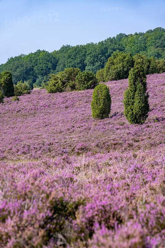 Purple flowering heath, broom heather and juniper bushes, in Totengrund, Wilsede Lüneburg Heath nature reserve, Lower Saxony, Germany