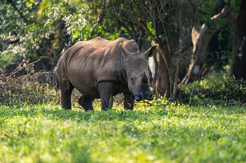 Southern white rhinoceros (Ceratotherium simum simum), Ziwa Rhino Sanctuary, Uganda