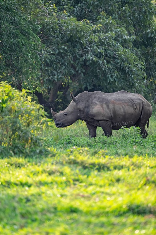 Southern white rhinoceros (Ceratotherium simum simum), Ziwa Rhino Sanctuary, Uganda