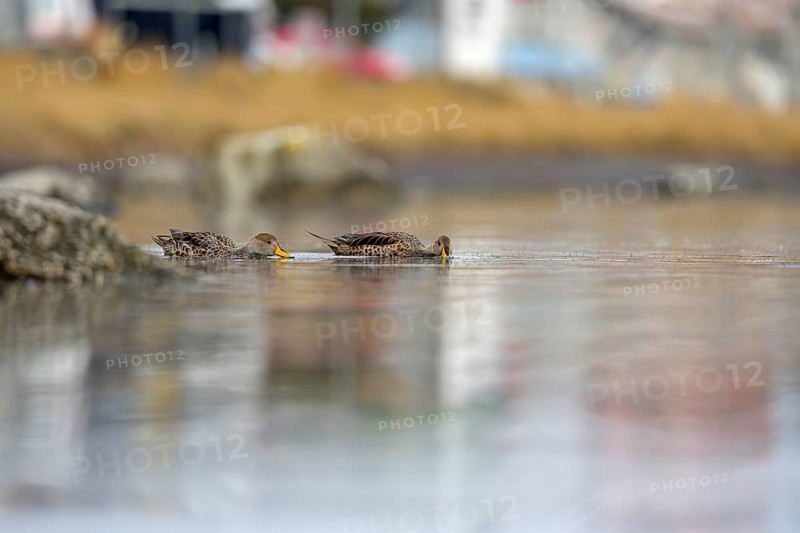 Andean duck (Anas flavirostris), Torres del Paine National Park, Patagonia, Chile, South America