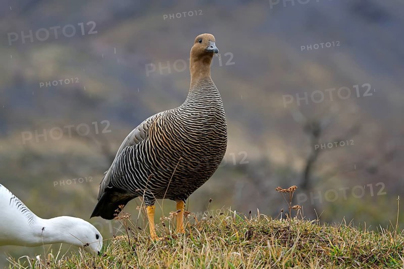 Magellanic goose (Chloephaga picta) female, Patagonia, South America