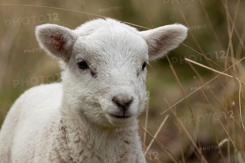 Domestic sheep (Ovis aries) juvenile baby lamb farm animal head portrait in spring, England, United Kingdom
