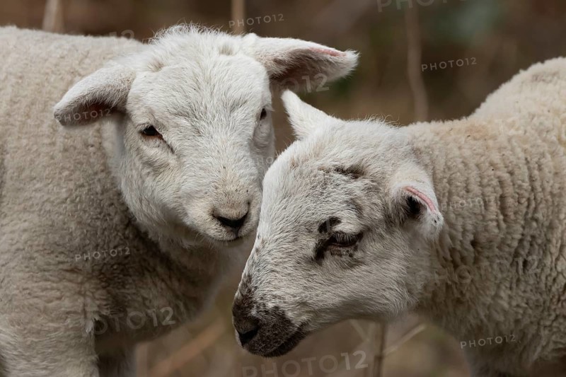 Domestic sheep (Ovis aries) two juvenile baby lambs farm animals greeting each other in spring, England, United Kingdom