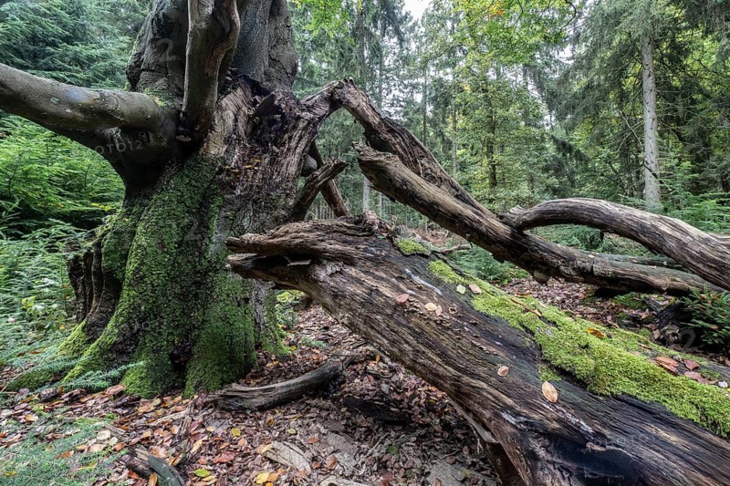 Old dying copper beech (Fagus sylvatica), Emsland, Lower Saxony, Germany