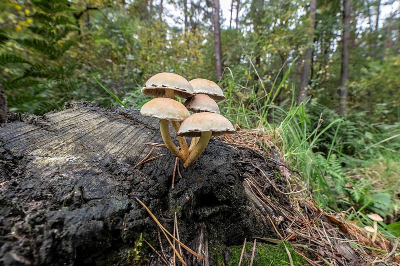 Sulphur tuft (Hypholoma fasciculare) Emsland, Lower Saxony, Germany