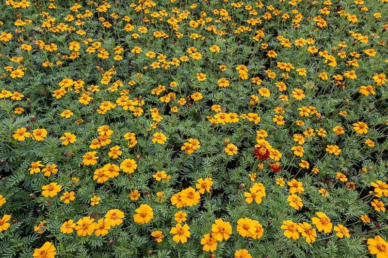 Marigolds (Tagetes), Emsland, Lower Saxony, Germany