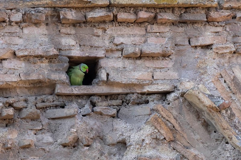Ring-necked or Rose-ringed parakeet (Psittacula krameri) adult bird looking out of a hole in an ancient city building, Rome, Italy