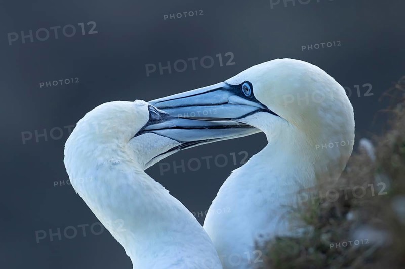 Northern gannet (Morus bassanus) two adult sea birds during their courtship love display on a cliff ledge, England, United Kingdom
