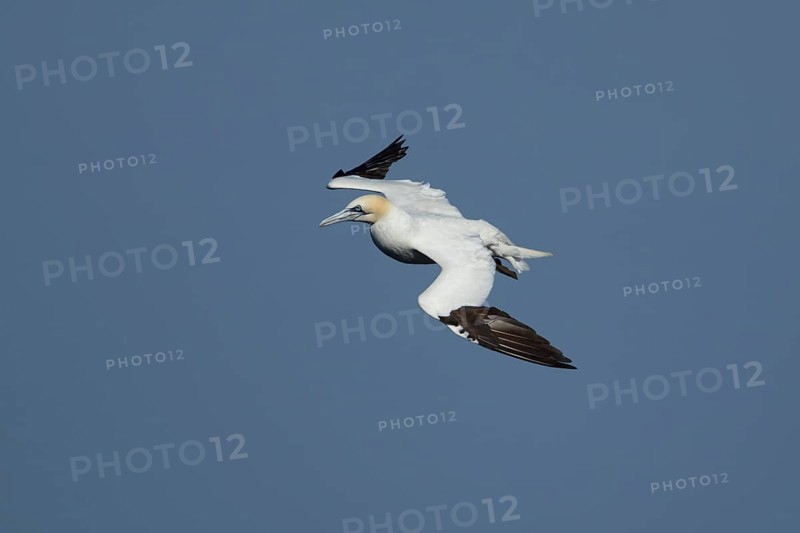 Northern gannet (Morus bassanus) adult sea bird flying, England, United Kingdom