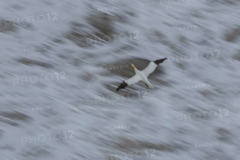 Northern gannet (Morus bassanus) adult sea bird flying - slow motion blur image, England, United Kingdom