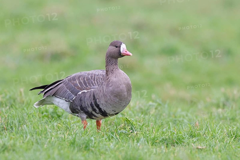 White-fronted goose (Anser albifrons), standing in a meadow in the wintering area, wildlife, Bislicher Insel nature reserve, Xanten, Lower Rhine, North Rhine-Westphalia, Germany