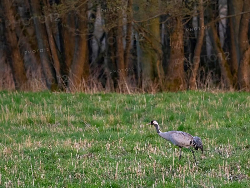 A crane looking for food, Mecklenburg-Western Pomerania, Germany
