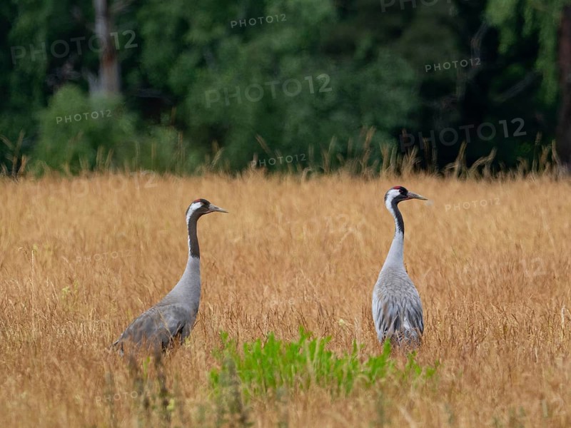 A pair of cranes looking for food, Mecklenburg-Western Pomerania, Germany