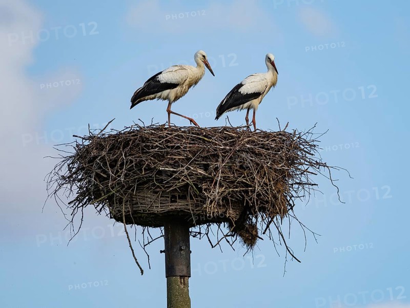 A pair of white storks on their nest, Mecklenburg-Western Pomerania, Germany