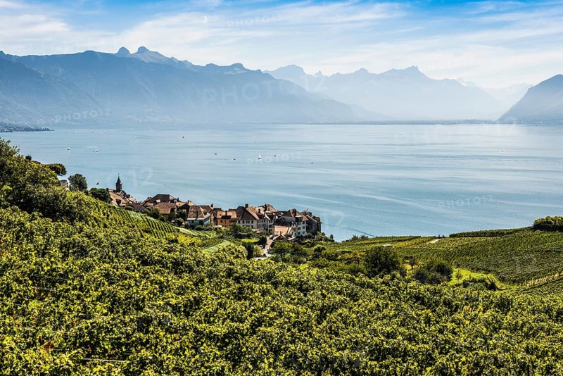 Picturesque village in the vineyards by the lake, Rivaz, Lavaux, UNESCO World Heritage Site, Lake Geneva, Lac Léman, Canton of Vaud, Switzerland