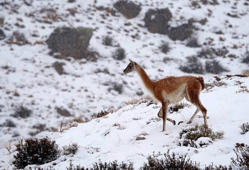 Guanacos (Llama guanicoe) in the snow, Torres del Paine National Park, Patagonia, Chile, South America