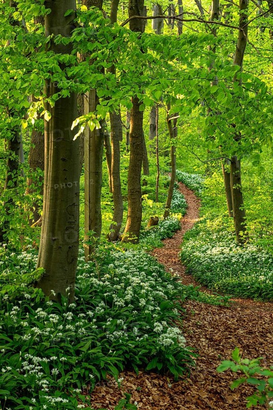 Winding forest path through an idyllic, light-flooded beech forest with wild garlic in bloom in spring, Ith, Weserbergland, Lower Saxony, Germany