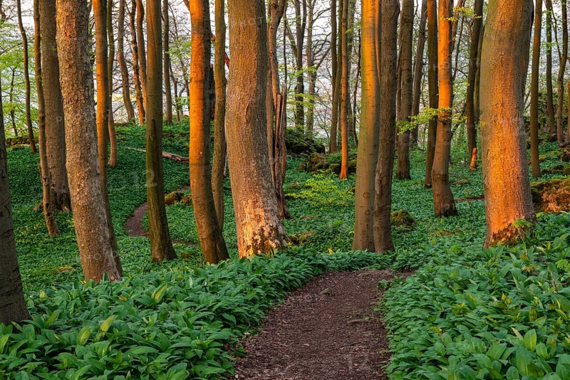 Winding forest path through an idyllic beech forest in spring with lush green wild garlic on the ground, Naturwald Saubrink-Oberberg, Ith, Weserbergland, Lower Saxony, Germany