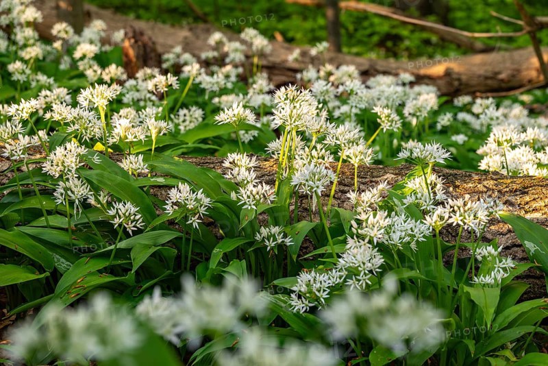 Close-up of white flowering wild garlic with green leaves, Saubrink-Oberberg natural forest, Ith, Weserbergland, Lower Saxony, Germany